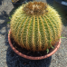 Echinocactus grusonii (Echinokaktus grusonov) - kont. C35L, výška 30 cm, Ø 40-50 cm - STARÝ A VZÁCNY EXEMPLÁR